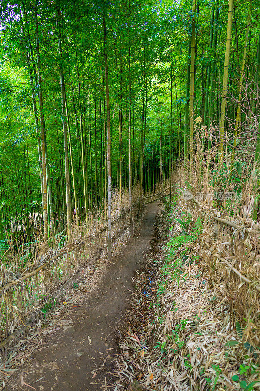 竹林在木仓柴，Yen Bai，越南。美丽的绿色自然背景。自然和背景概念。